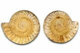 Cut & Polished Jurassic Ammonite (Perisphinctes) Fossil #369799-1